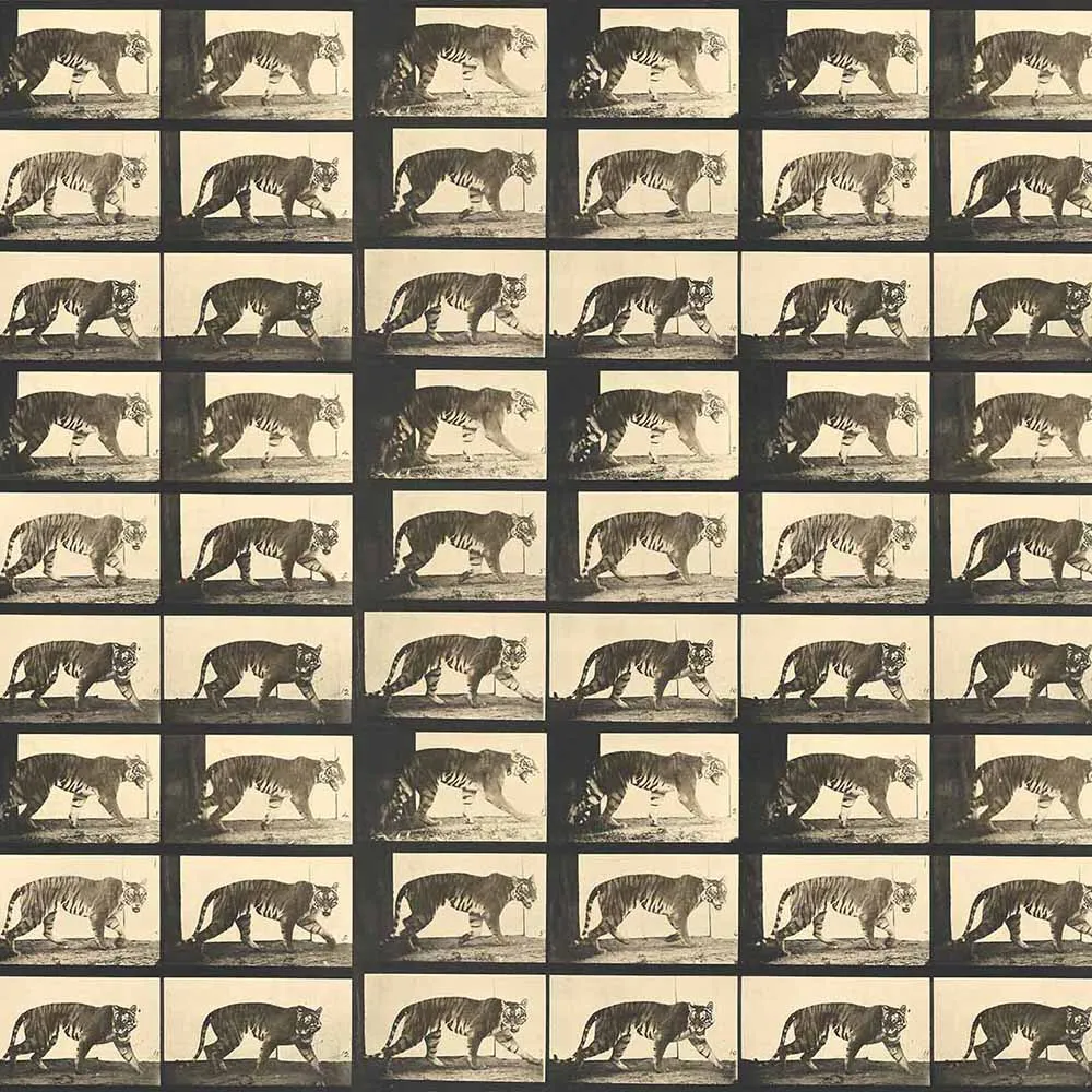 WallPepper - Wallpaper Tiger Walking 3D Model