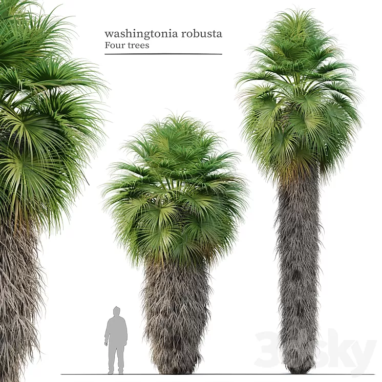 Washingtonia robusta 3D Model