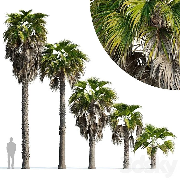 Washingtonia robusta palm (Washingtonia robusta palm) 3D Model Free