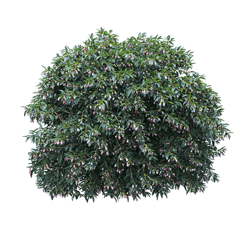 WasserKRAFT - Vaccinium ovatum 2 3D Model