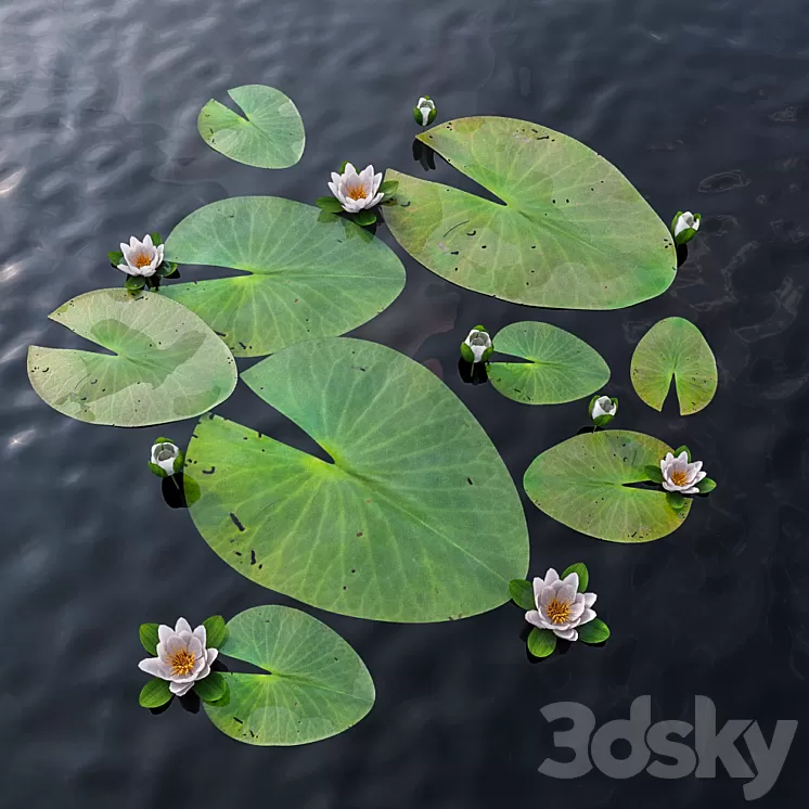 Water Lily 3D Model