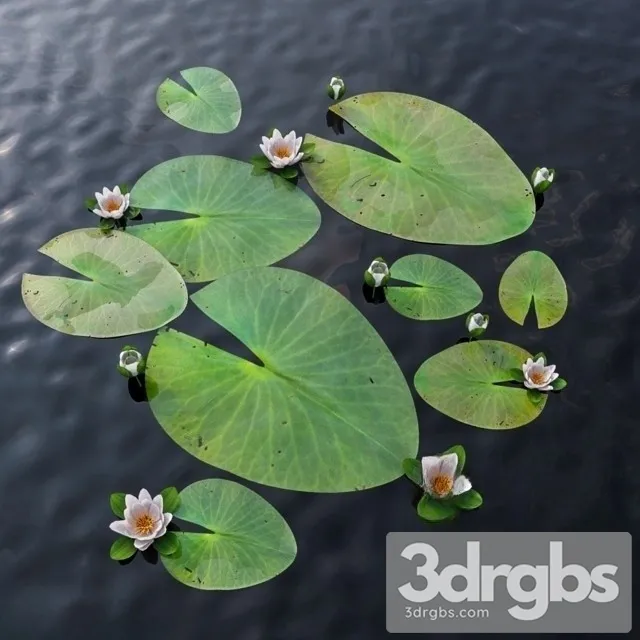 Water Lily 3D Model Free
