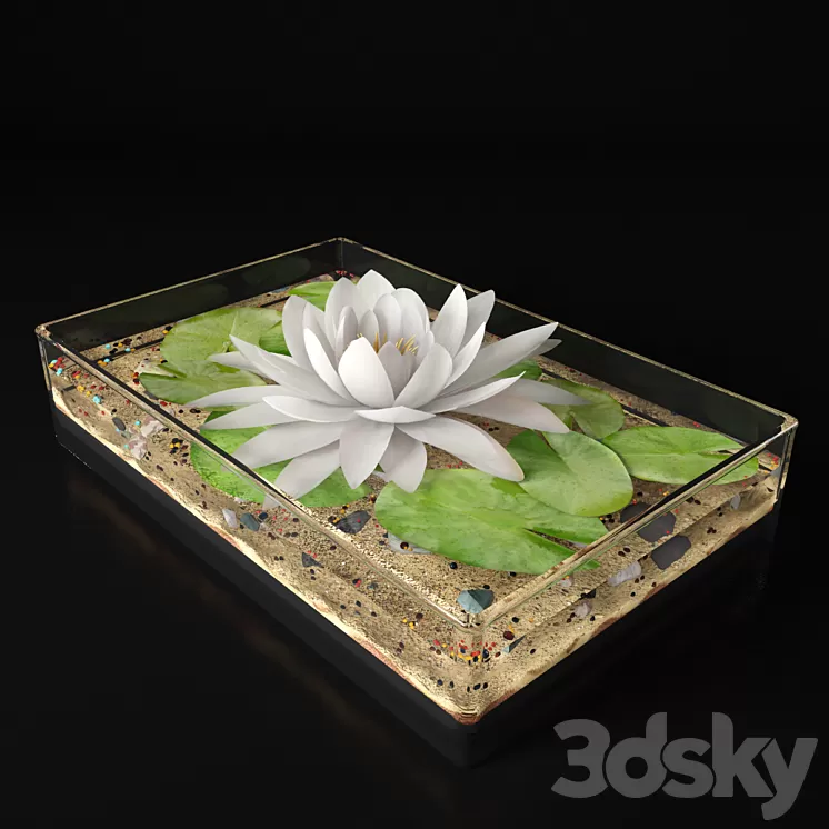 Water lily 3D Model
