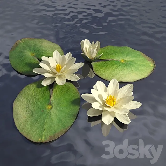 Water lily 3DModel