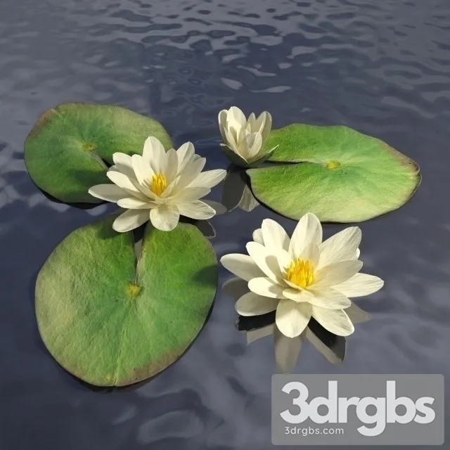 Water Lily Lake 3D Model Free