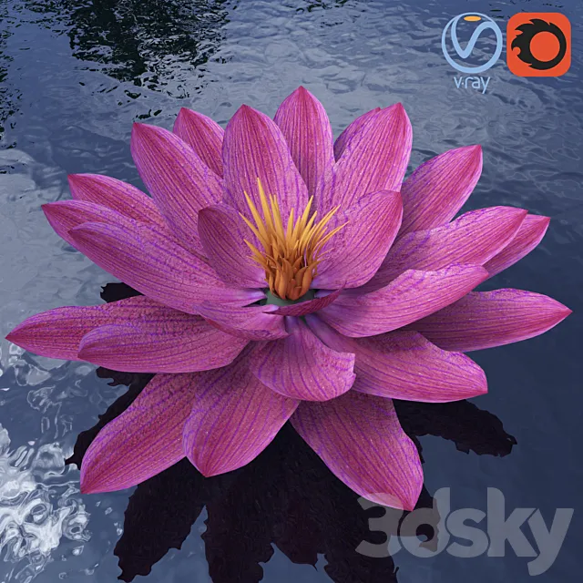 Water lily - Water lily 3D Model