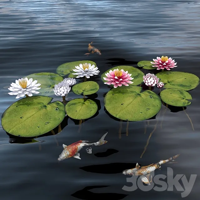 waterlily 2 3DModel