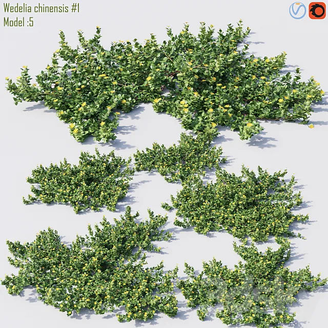 Wedelia chinensis # 1 Free Download