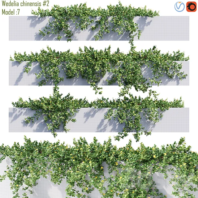 Wedelia chinensis # 2 3D Model