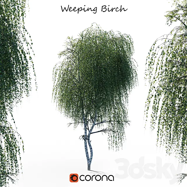 weeping Birch 3D Model