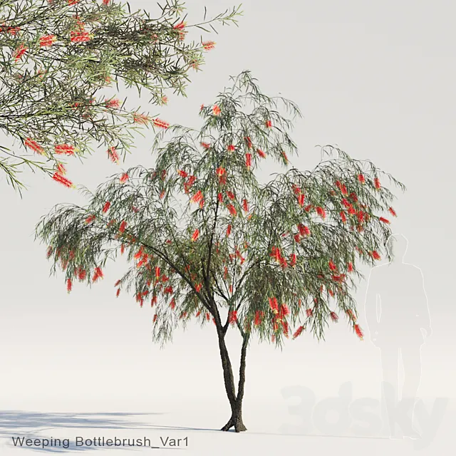 Weeping Bottlebrush Var1 Free Download