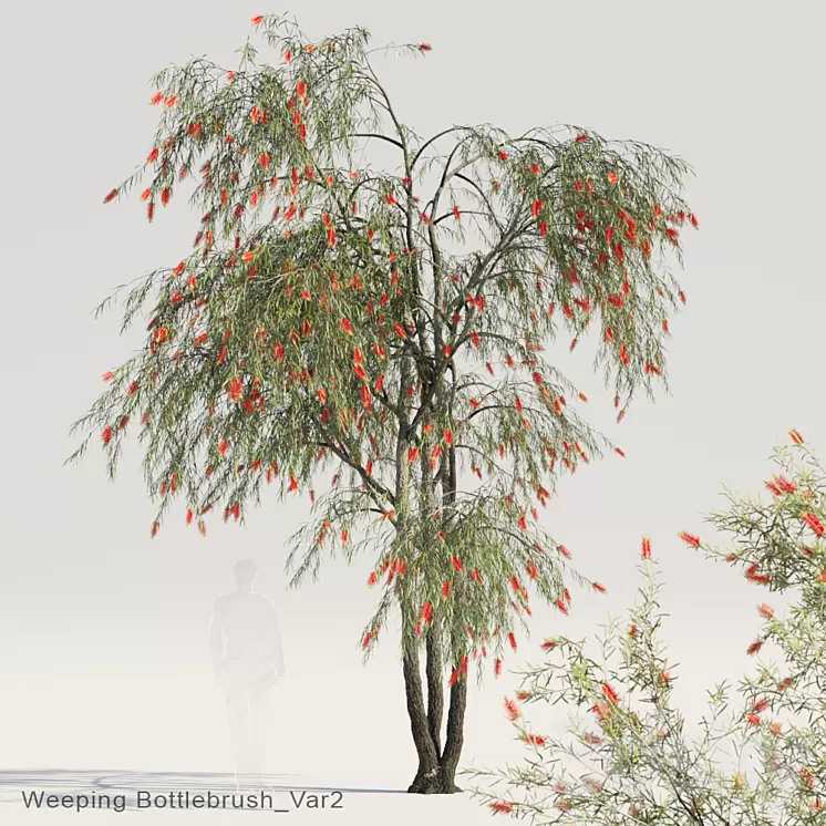 Weeping Bottlebrush Var2 3D Model