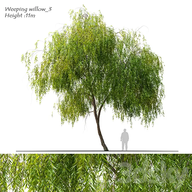 Weeping willow 3 3D Model