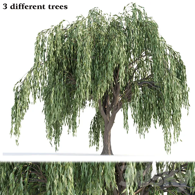 Weeping willow trees collection vol 115 3D Model