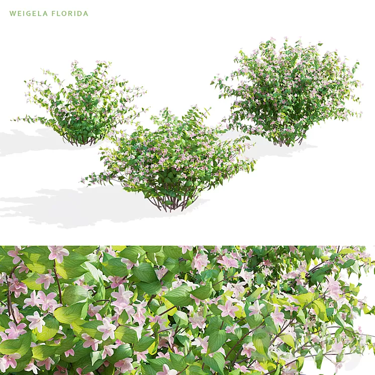 Weigela blooming 3 bush | Weigela florida 3D Model Free