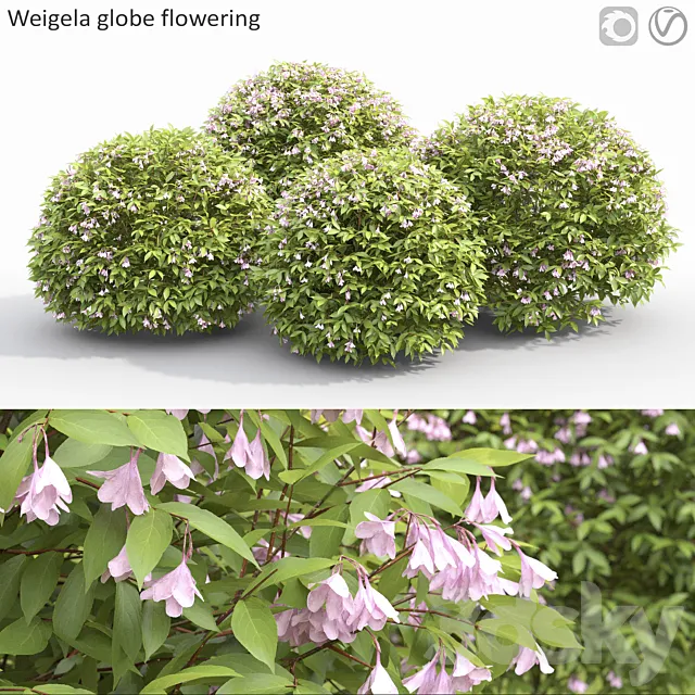 Weigela globe 3D Model