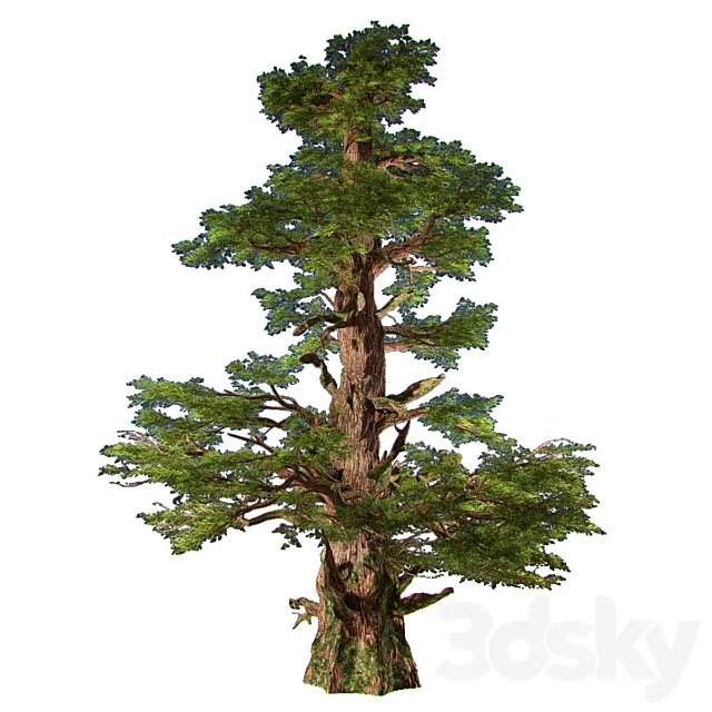 Western Pines (2 trees inside) 3D Model
