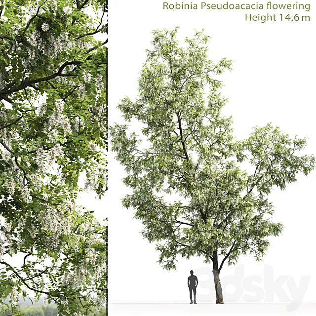 White Acacia | Robinia Pseudoacacia # 3 (14.6m) 3DModel