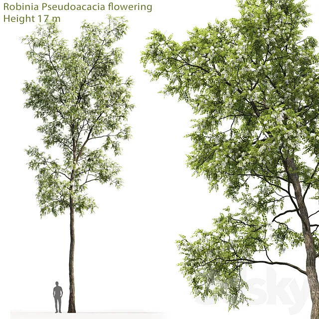White Acacia | Robinia Pseudoacacia # 4 (17m) 3DModel