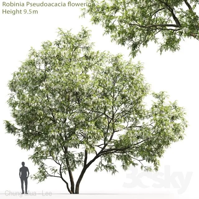 White Acacia Robinia Pseudoacacia # 5 (9.5m) 3D Model