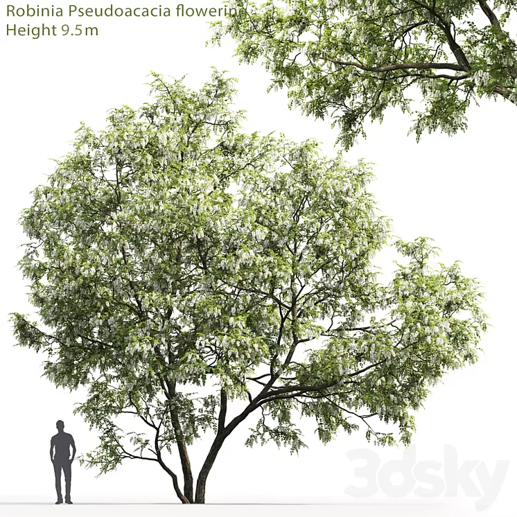 White Acacia | Robinia Pseudoacacia # 5 (9.5m) 3D Model