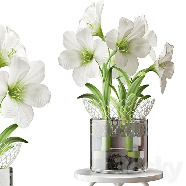 WHITE AMARYLLIS 3DModel