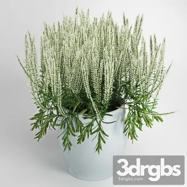 White Chi Calluna 3D Model Free
