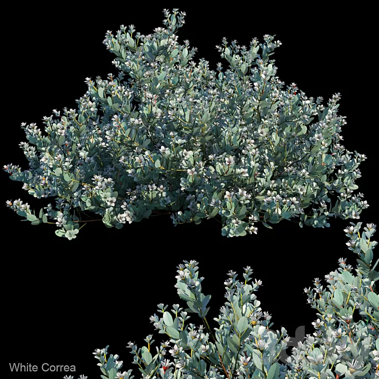 White correa 3D Model