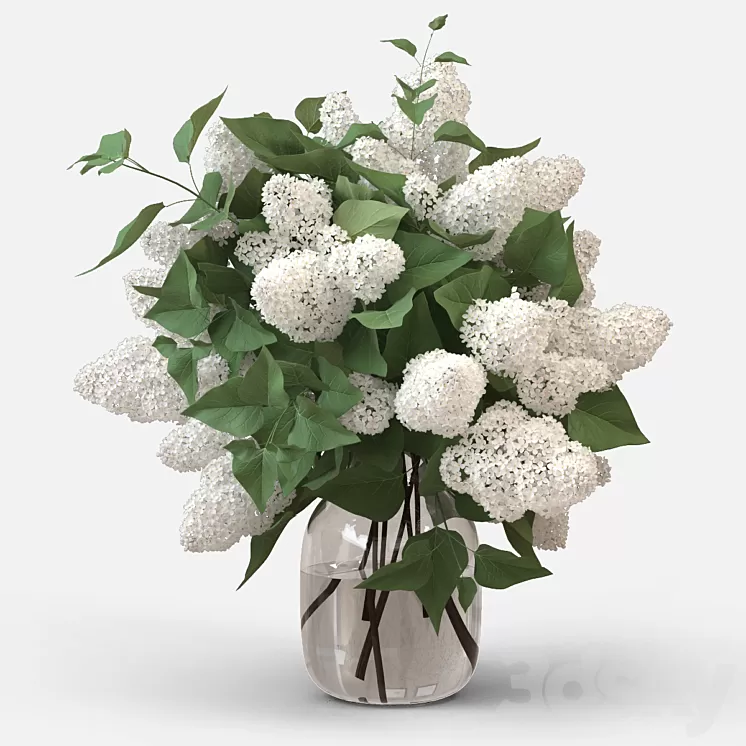 White Lilac 3D Model