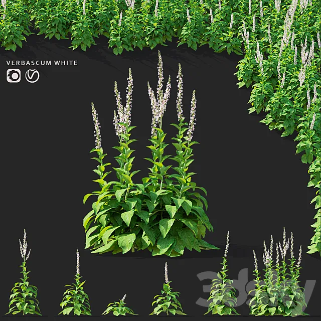 White mullein flowers | Verbascum white 3D Model
