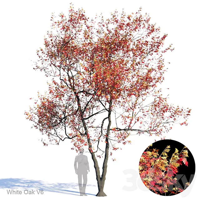 White Oak Var6 3DModel