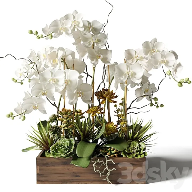 White orchids and succulents in a rectangular planter Free Download