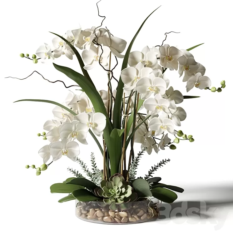 White orchids in a glass vase with stones