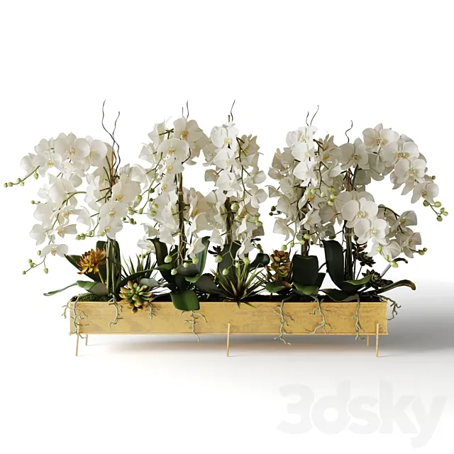 White orchids in a long metal pot 3D Model