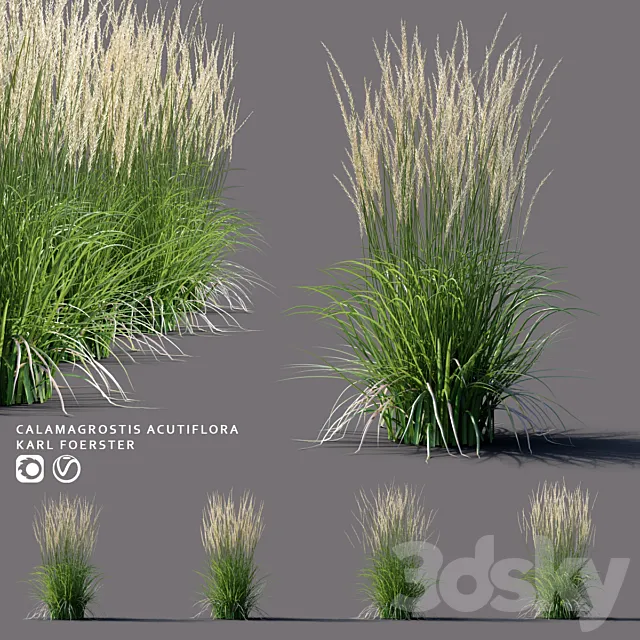 White reed grass | Calamagrostis acutiflora Karl Foerster 3D Model