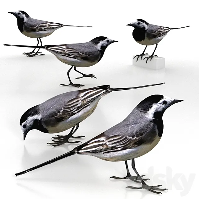 White Wagtail (bird) Free Download