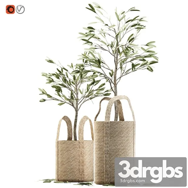 Wicker basket containing the delicate olive tree in pastel tones