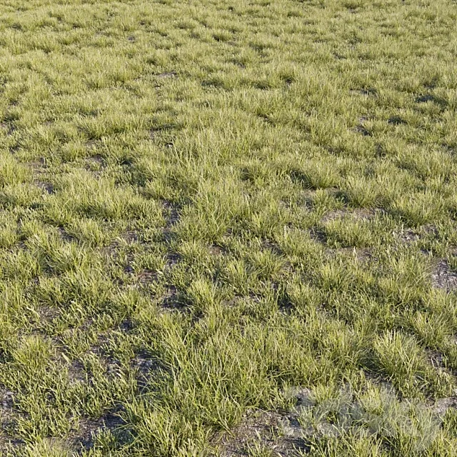 Wild grass 3D Model