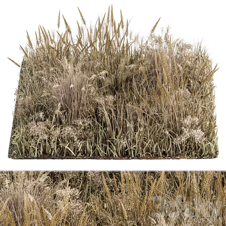 Wild Grass Dried and Wheat - Grass Set 04 3D Model