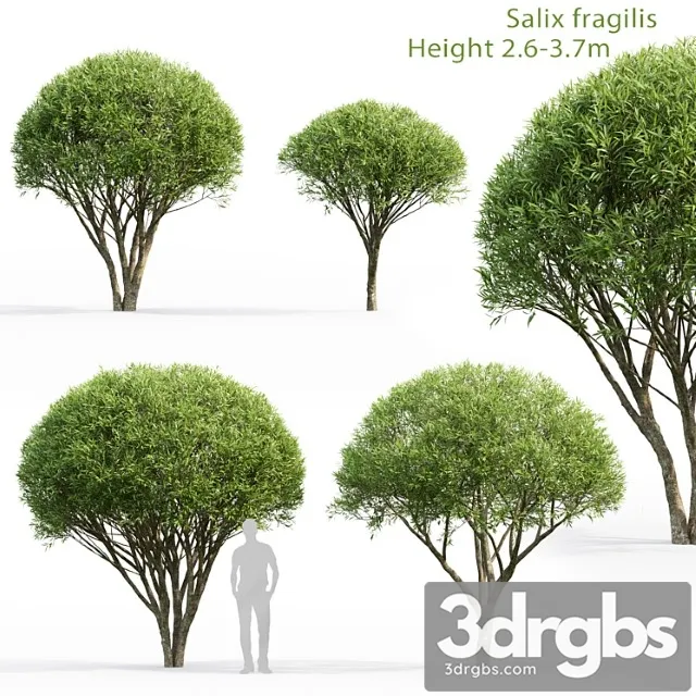 Willow 3D Model Free