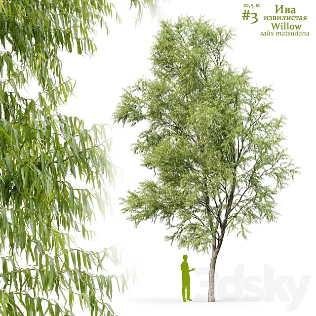 Willow _ Salix matsudana #3 3D Model