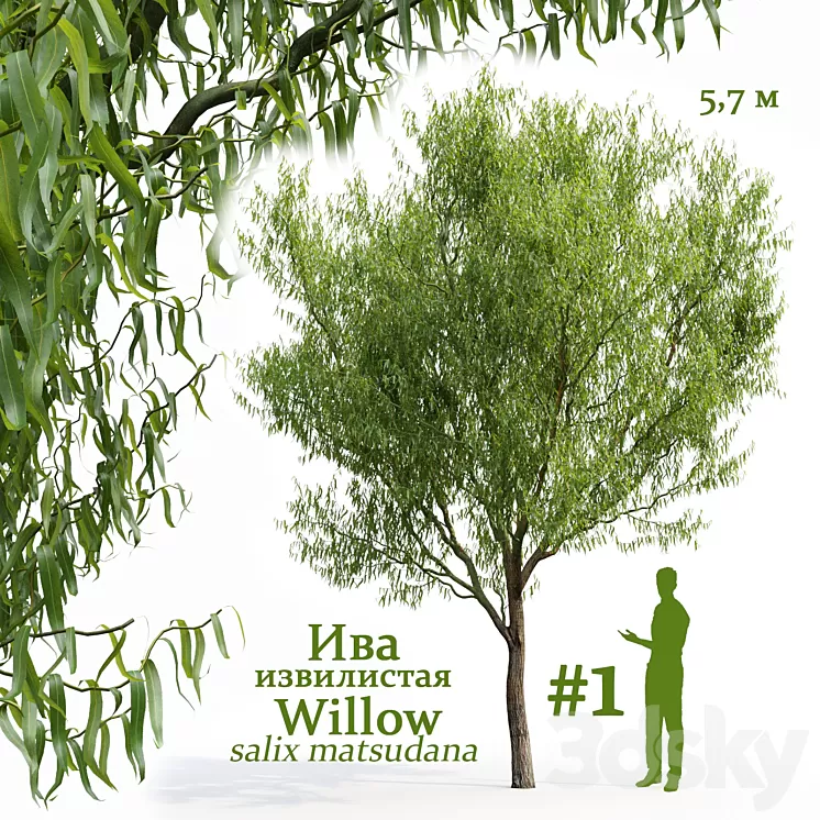 Willow / Salix matsudana # 1 3D Model
