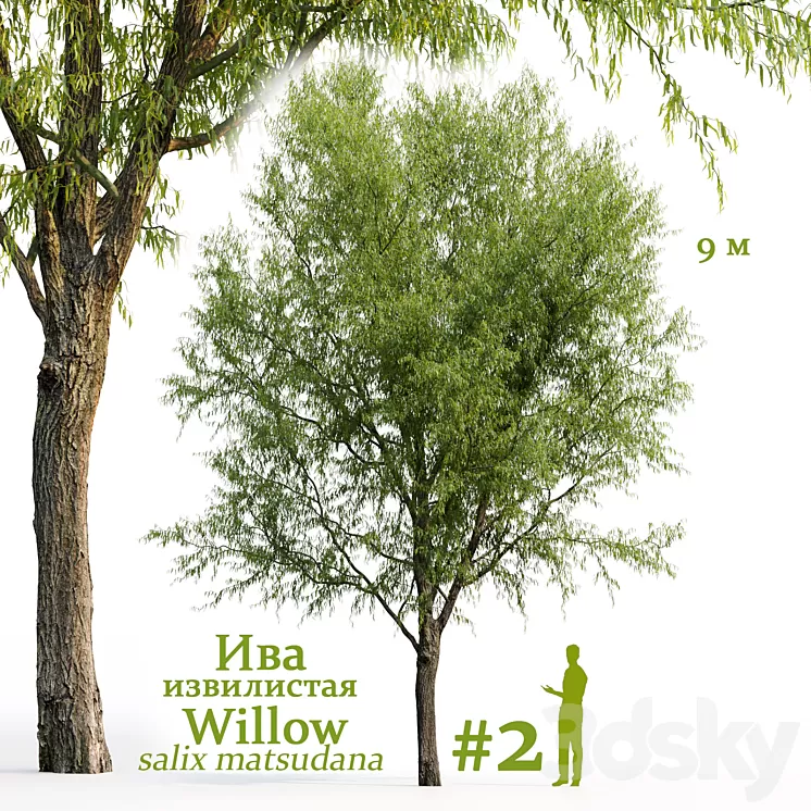 Willow / Salix matsudana #2 3D Model Free