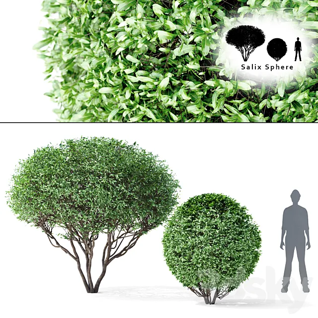 Willow tree and tree | Salix Sphere 3D Model