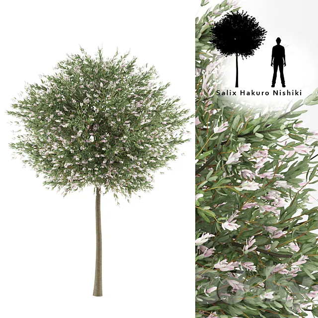 Willow whole-leafed tree | Salix integra 'Hakuro Nishiki' 3D Model