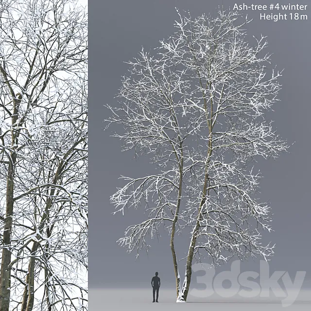 Winter Ash | Ash-tree winter # 4 (18m) 3D Model
