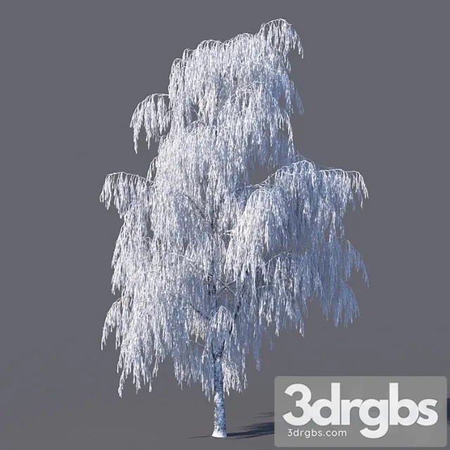 Winter Birch 15 Meters 3D Model Free