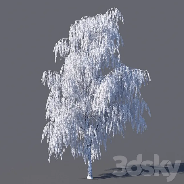 Winter birch (15 meters) 3DModel