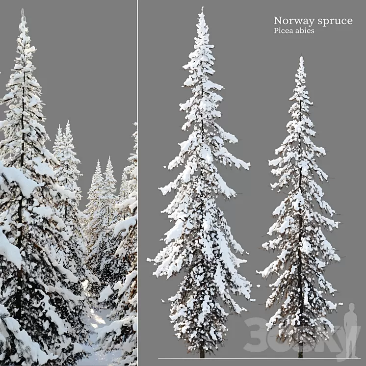 Winter Norway Spruce 02 3D Model Free