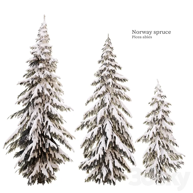 winter norway spruce 3D Model Free
